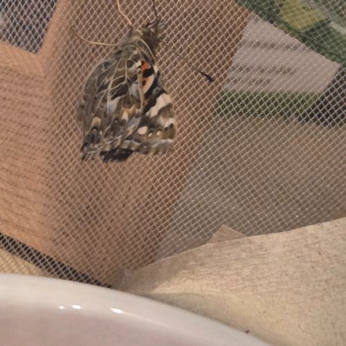 Life cycle of a Butterfly