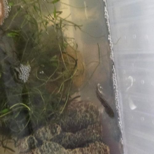 Tadpoles into frogs